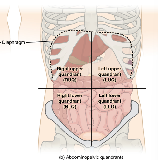 <p>4 quadrants of the abdomen </p>