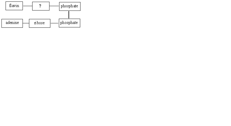 <p><span>The missing structural subunit in the following diagram for flavin adenine dinucleotide is</span></p>