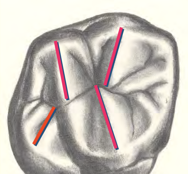 <p>What are the indicated structures? </p>
