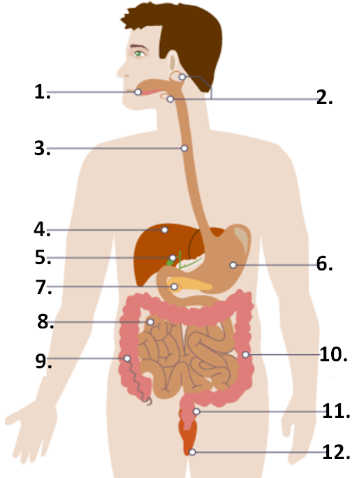 <p>Number “10” on the diagram corresponds to the </p>