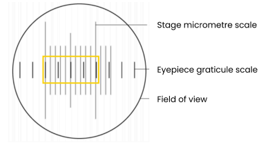 <p><strong>What is the second step in measuring the size of an object?</strong></p>