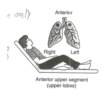 <p>anterior upper regions</p>