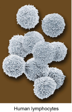 <p><span style="color: blue;"><strong><u><mark data-color="blue" style="background-color: blue; color: inherit;">Cellular Dimensions are limited by ______</mark></u></strong></span></p><ul><li><p>Cells are <strong>microscopic </strong></p><ul><li><p>5 to 100um in diameter (Eukaryotic cells are typically larger)</p></li><li><p>unicellular microorganisms: 1 to 2 um long </p></li></ul></li><li><p><span style="color: red;"><strong><mark data-color="yellow" style="background-color: yellow; color: inherit;">Upper limit cell size</mark></strong></span><mark data-color="yellow" style="background-color: yellow; color: inherit;"> is likely set by the </mark><strong><u><mark data-color="yellow" style="background-color: yellow; color: inherit;">rate of diffusion</mark></u></strong><mark data-color="yellow" style="background-color: yellow; color: inherit;"> and</mark><span style="color: blue;"><strong><mark data-color="yellow" style="background-color: yellow; color: inherit;"> the need to deliver O2 to all parts of the cell </mark></strong></span></p><ul><li><p>as size increase,<strong> surface to volume ration decreases</strong>, many animal cells have <span style="color: green;"><strong><mark data-color="green" style="background-color: green; color: inherit;">highly folded or convoluted surfaces </mark></strong></span></p></li></ul></li></ul><p></p>