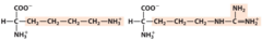 <p>Two amino acids with positively charge polar R groups and long side chains with a positively charged amino group</p>