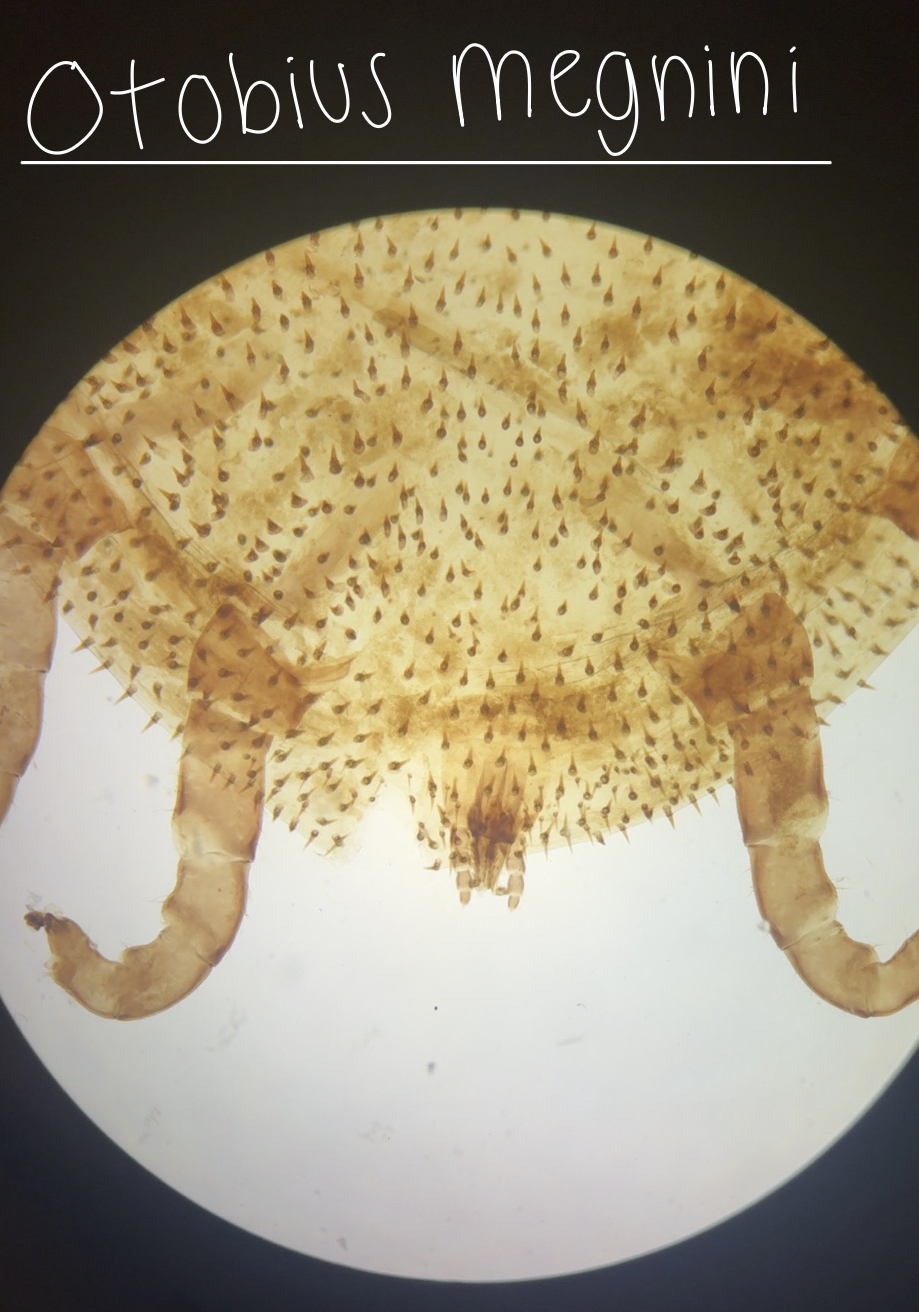 <ul><li><p>Common name - Spinose Ear Tick</p></li></ul><ul><li><p>Soft tick</p></li><li><p>Family: Argasidae</p></li><li><p>Host: Livestock, dogs, people</p></li></ul><ul><li><p>Location: External ear canal</p></li><li><p>Transmitted: Direct contact with infested environment</p></li><li><p>Dx: otoscope</p></li><li><p>Zoonotic: No, but can infest humans</p></li><li><p>Life cycle:</p><ul><li><p>eggs</p></li><li><p>larvae feed on host and molts into nymph</p></li><li><p>nymph molts into adult then leaves the host</p></li></ul></li><li><p>Parasitizes at larvae and nymph stages only</p></li><li><p>mouthparts may not be visible when looking at dorsal aspect</p></li><li><p>almost violin shaped</p></li><li><p>nymph covered with tiny backward-projecting spines</p></li><li><p>larval stage has stout, tiny spines</p></li><li><p>8 legs</p></li><li><p>infestation is called otoacariasis </p></li></ul><p></p>