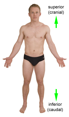 <ol><li><p>Superior (cranial): Toward the <strong>head</strong></p><ol><li><p>Ex. The head is superior to the chest (<u>meaning: the head is above the chest)</u></p></li></ol></li><li><p>Inferior (caudal): toward the <strong>tail</strong></p><ol><li><p>Ex. The abdomen is inferior to the chest (<u>meaning: the abdomen is below the chest)</u></p></li></ol></li></ol><p></p>