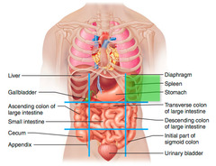 <p>Upper left abdominal region</p>