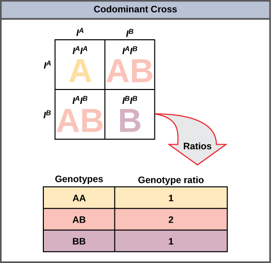 <p>Using a punnett square is just the same as normal</p><p>A and B are both dominant, meaning they will trump O</p><p>If A and B are both present they will exhibit <u>codominance</u></p><p>O can only be expressed if it is paired with another O (since they are recessive)</p>