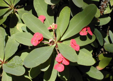 <p>What is this? This could cause type ____ allergies via ____.</p>