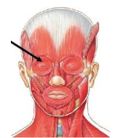 <p>circular</p><p>orbicularis oris (mouth)</p><p>orbicularis oculi (eye)</p>