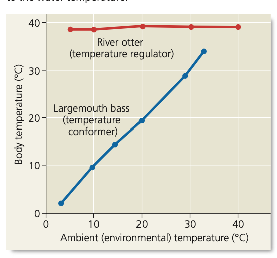 <p>Maintenance of internal balance.</p><p></p><p>Think of: Body temp, pH, blood ,and glucose concentrations.</p>