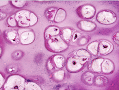 <p>What does this image show?</p>