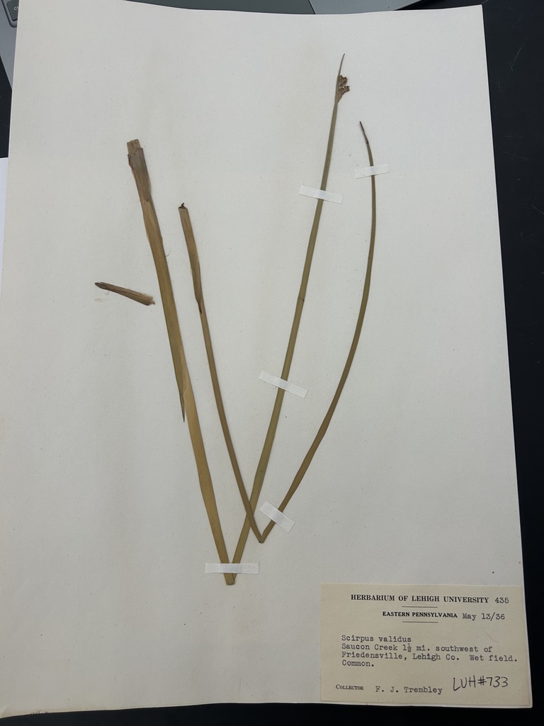 <p>Softstem Bulrush</p>