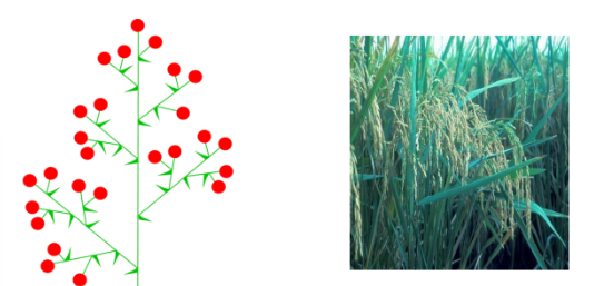 <p>when a raceme becomes branched, this is known as</p>