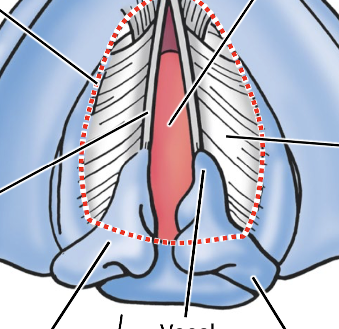 <p>Know the different components around the vocal cords. </p>