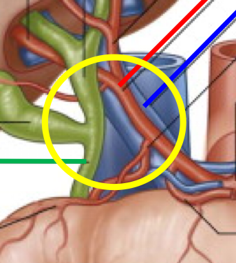 <p>Name the three structures that make up the portal triad. </p>