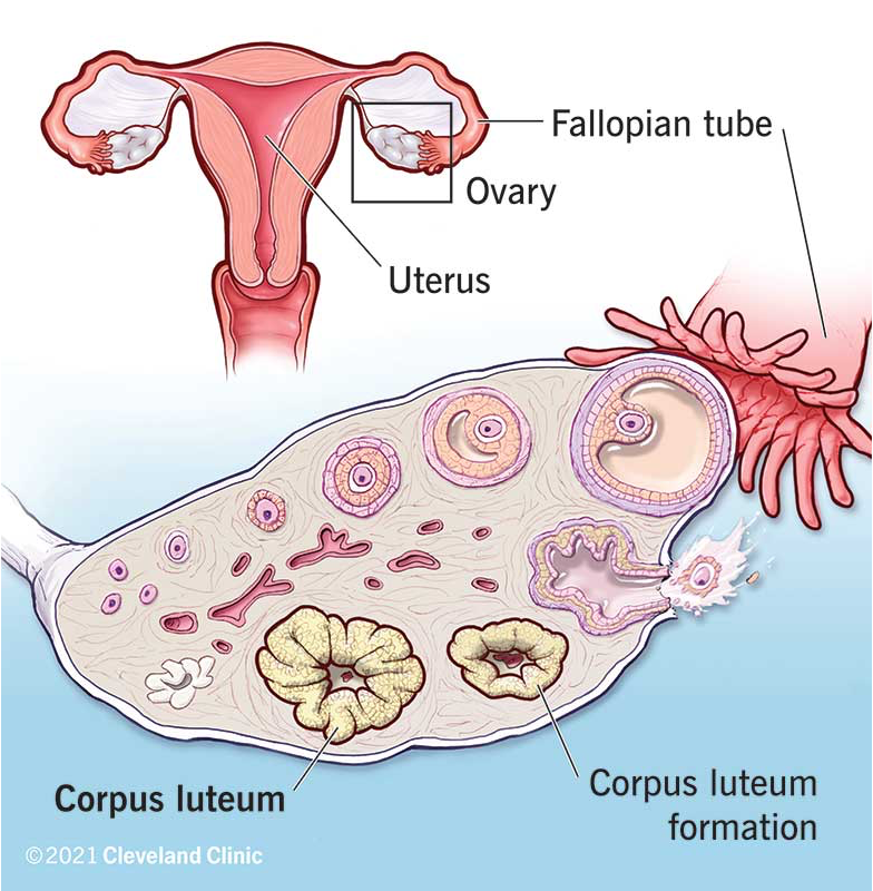 <ul><li><p>Forms from cells that surrounded oocyte</p><ul><li><p>Maintained 13-14 days unless pregnant</p></li><li><p>Progesterone peaks 8-9 days post ovulation</p></li></ul></li><li><p>When pregnant, corpus luteum produces progesterone for several weeks until placenta can take over</p><ul><li><p>Maintained by hCG early in pregnancy</p></li></ul></li><li><p>Defective luteal phase → infertility/spontaneous abortion</p><ul><li><p>Do not have enough progesterone to maintain endometrial lining for successful implantation </p></li><li><p>Reason for giving someone progesterone the second half of their cycle to help get pregnant </p></li></ul></li></ul><p></p><p></p>