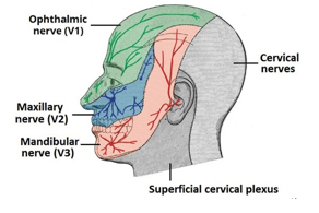 <p>Trigeminal (CN V) nerve branches</p><p>Cervical nerves</p>