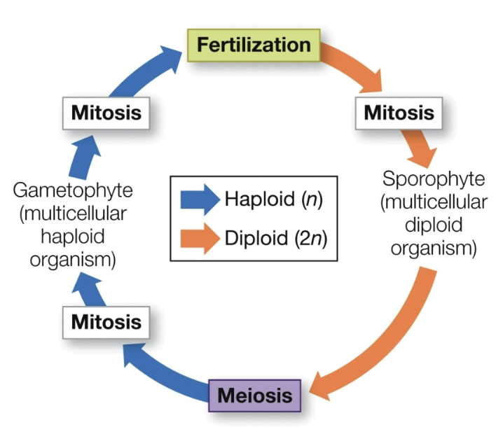 <p>Refers to the fact that there are both haploid and diploid multicellular stages. this life cycle is a synapomorphy for the land plant clade</p><p>spores grow via mitosis to produce haploid multicellular gametophytes, which make gametes in gametangia</p><p>two types of gametangia: antheridia and archegonia</p><p>antheridia - make sperm</p><p>archegonia - make eggs</p><p>eggs are fertilized to make diploid zygotes</p>