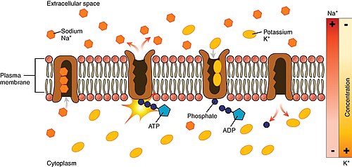 <ol><li><p>Na+ bind to receptor inside cell membrane; ATP binds</p></li><li><p>ATP is converted to ADP and phosphate, releasing energy that changes pumps shape and expels Na+</p></li><li><p>K+ bind on extracellular side</p></li><li><p>pump reverts to go shape moving K+ inside</p></li></ol><p></p>