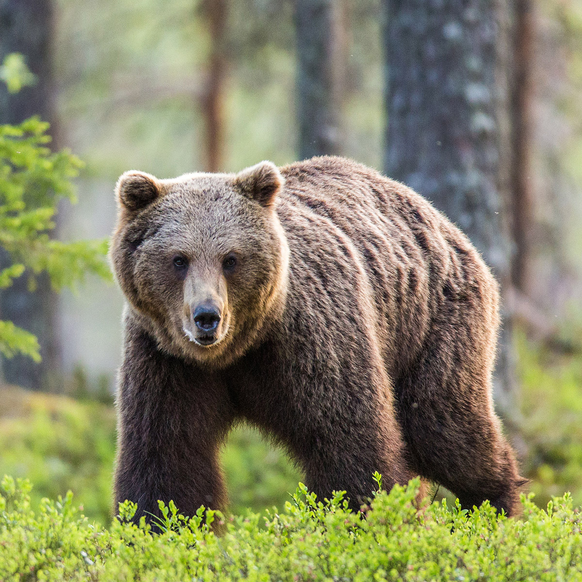 <p>bear</p>