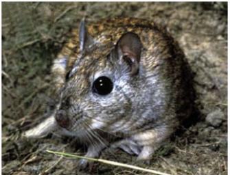 <p>Other gerbil species you may need to know</p>
