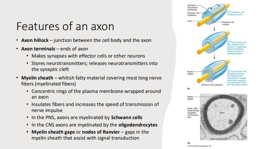 <p>Neuron Anatomy</p>