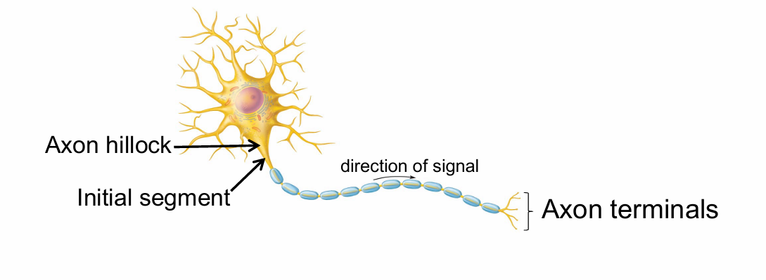 <ul><li><p>A single process connected to the cell body at the axon hillock</p></li></ul><p></p>