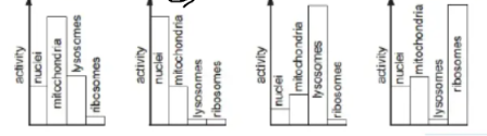 <p><strong>Q:</strong> Mammalian tissue is homogenised and separated into fractions containing nuclei, mitochondria, lysosomes and ribosomes. Which diagram shows the fraction with maximum mRNA synthesis?</p><p><strong>A:</strong> Diagram A<br><strong>B:</strong> Diagram B<br><strong>C:</strong> Diagram C<br><strong>D:</strong> Diagram D</p>