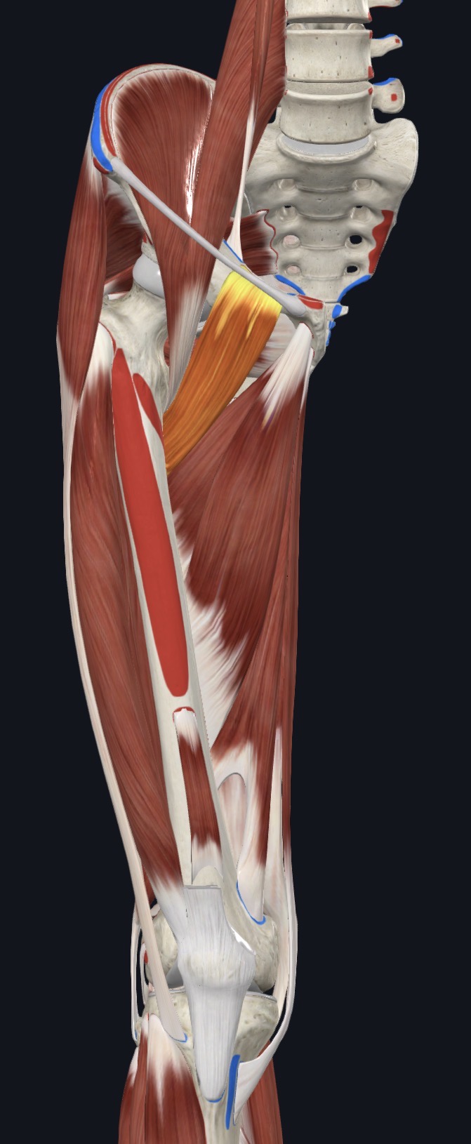 <p>Medial Thigh </p>