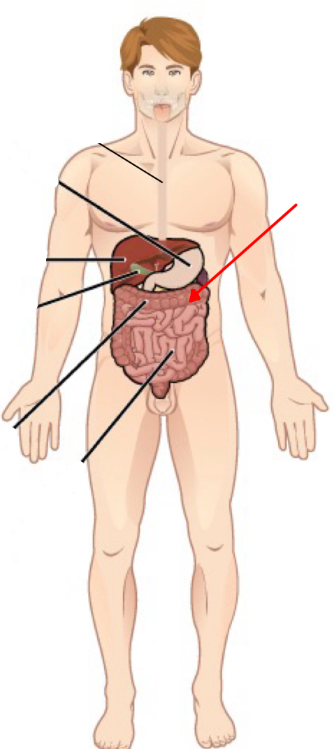 <p>Identify the organ the red arrow it pointing to.</p>