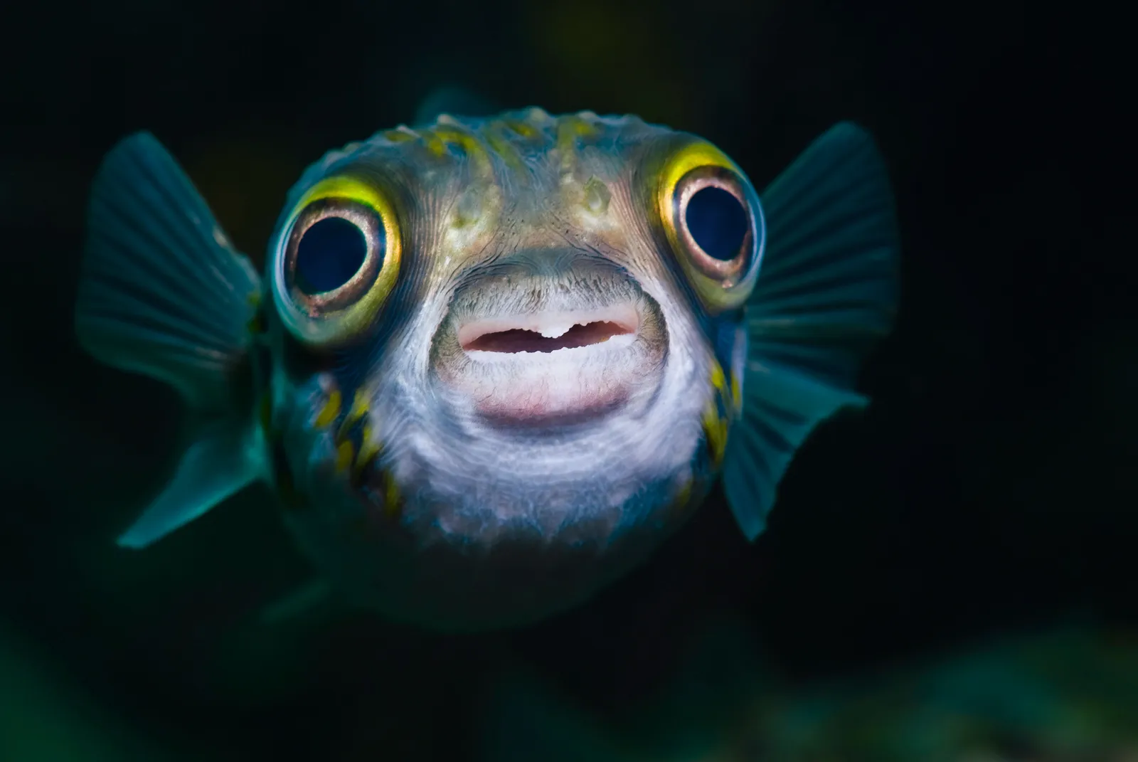 <p>Nelson’s (2006) definition of <strong>FISH</strong></p>