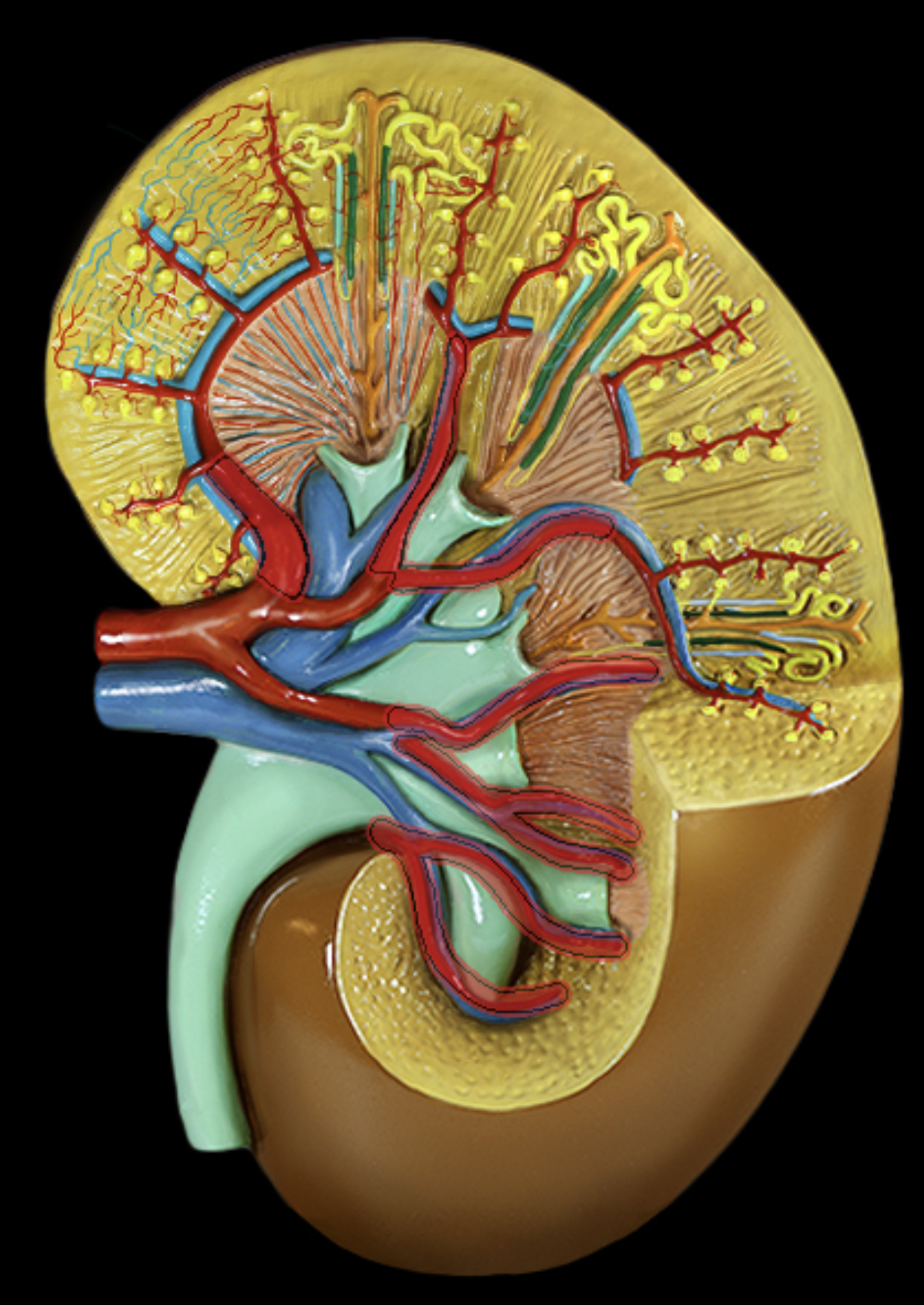 <p>Interlobar arteries</p>