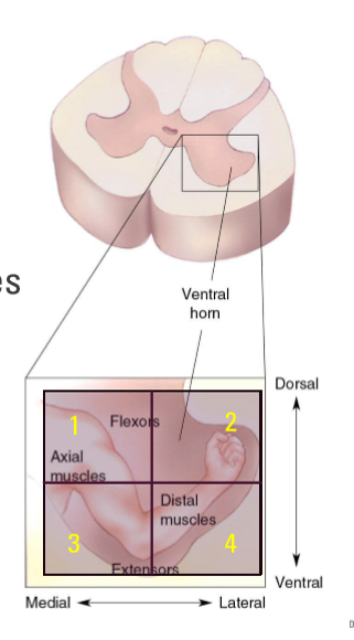 <p>Organized at each level by area and function of the muscle they innervate</p><ul><li><p>Axial muscles more medial than distal muscles</p></li><li><p>Flexors (decrease angle between bones) more posterior to extensors (increase angle between bones)</p></li></ul><p></p>