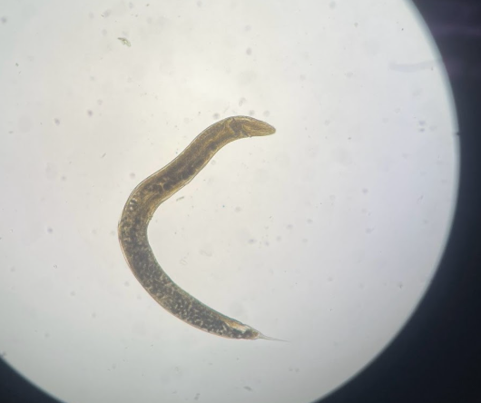 <p>What is this? What phylum?</p>