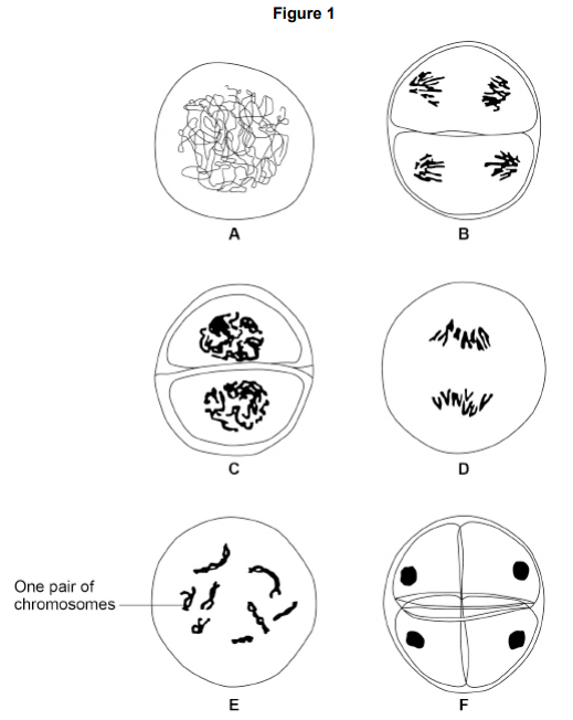 <ul><li><p>Figure 1 shows six stages in the process of meiosis.</p></li><li><p>At the end of meiosis the number of chromosomes is different from the number of chromosomes at the start of meiosis.) </p></li></ul><p>Give the number of chromosomes in one cell in Figure 1 [2 marks]:</p><ul><li><p>at the start of meiosis</p></li><li><p>at the end of meiosis.</p></li></ul><p></p>