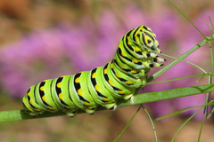 <p>A long crawling bug that turns into a butterfly is a _____.</p>