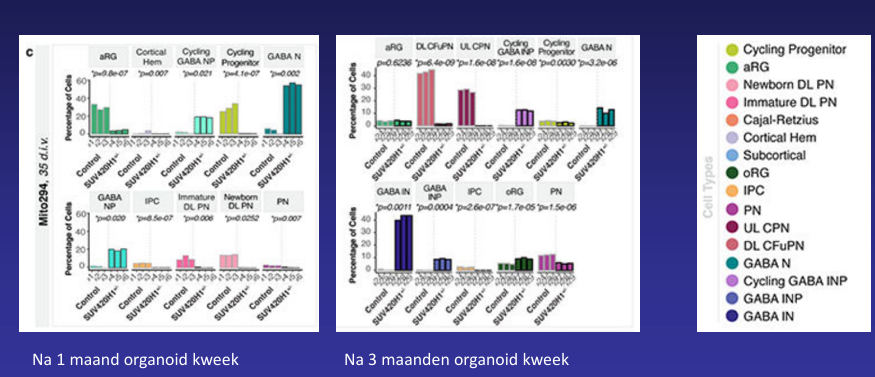 <p></p><p>• Mutaties vertonen hetzelfde phenotype</p><p>- GABA interneuronen worden eerder geboren</p><p>- Deep-layer pyramidale neuronen worden later geboren</p><div data-type="horizontalRule"><hr></div><p></p><p>• De mate waarin het phenotype zich <strong>voordoet in deze genen </strong>is volledig afhankelijk van</p><p>- het gemuteerde gen</p><p>- de genetische achtergrond (de donor)</p><div data-type="horizontalRule"><hr></div><p>• De asynchrone ontwikkeling van de twee celtypen resulteert in een abnormale elecrophysiologie, waarschijnlijk ten gevolg van een aangedaan netwerk</p>
