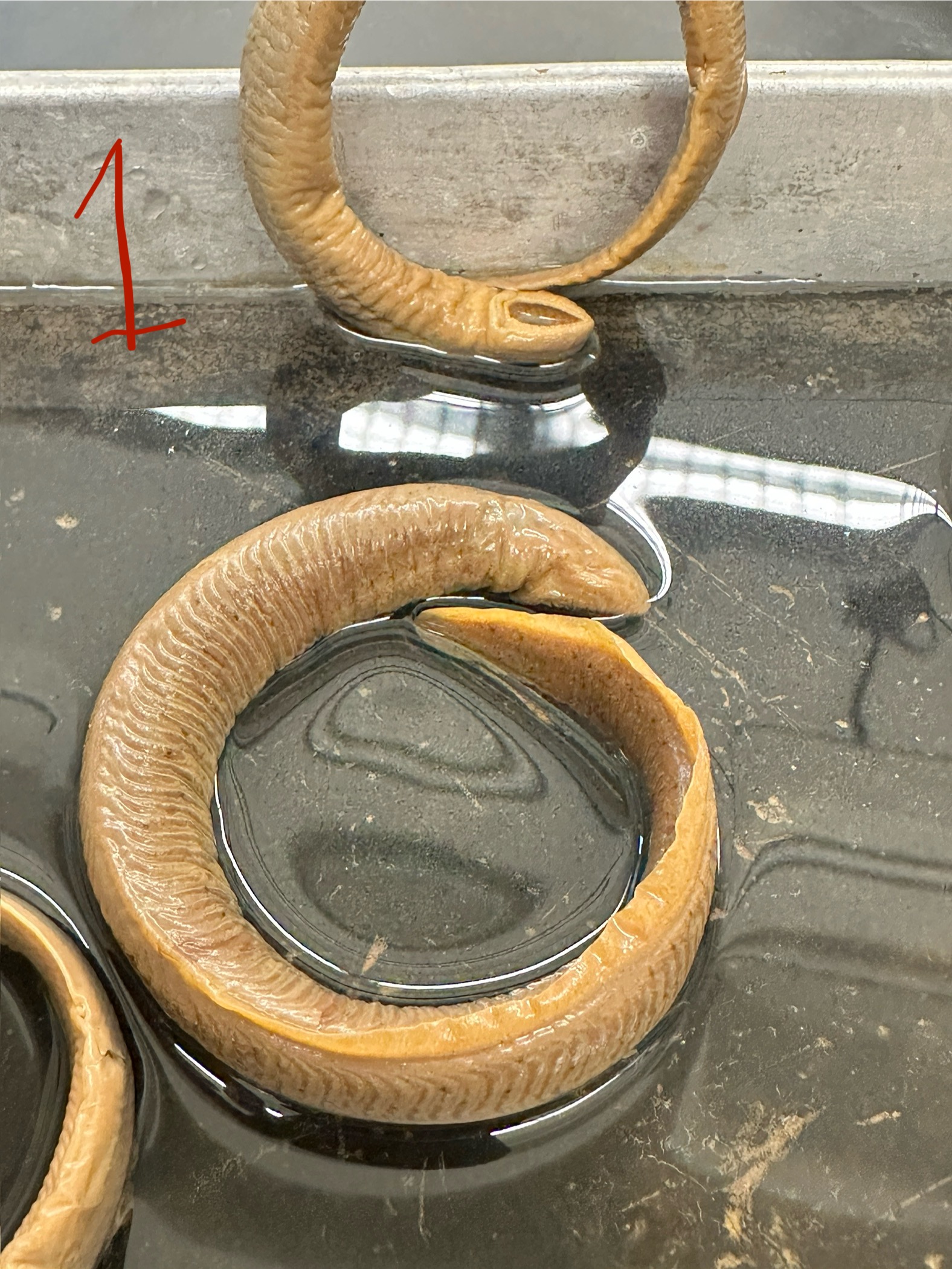 <p>Family: Petromyzontidae </p><p>● Etymology: “fish to suck”</p><p>● Dorsal fin continuous; not divided</p><p>● Teeth well developed</p><p>● Two non-parasitic and three parasitic</p><p>species in TN</p>