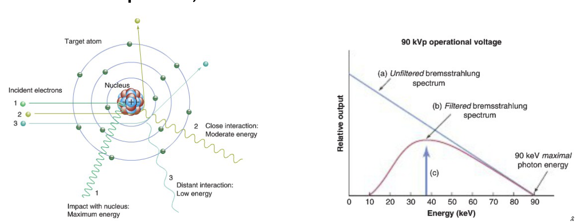 <ul><li><p>interaction with a nucleus (much larger than an electron)</p></li><li><p>covers entire spectrum, and energy of bremsstrahlung photons is bounded by <span>E≤ Emax = qV, e.g., for V=90 kV, Emax=90 keV</span></p></li><li><p><span>continuous spectrum, keV is convenient unit</span></p></li></ul><p></p>