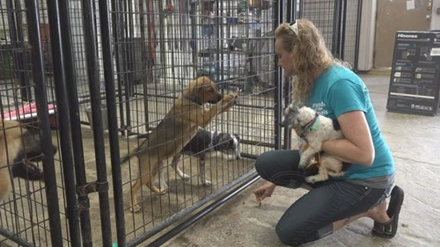 <p>TRANSLATION: приют для животных</p><p>DEFINITION: a place that takes care of homeless or lost animals</p><p>EXAMPLE: We adopted our cat from a local ........................ last summer. Мы взяли нашу кошку из местного ПРИЮТА ДЛЯ ЖИВОТНЫХ прошлым летом.</p>