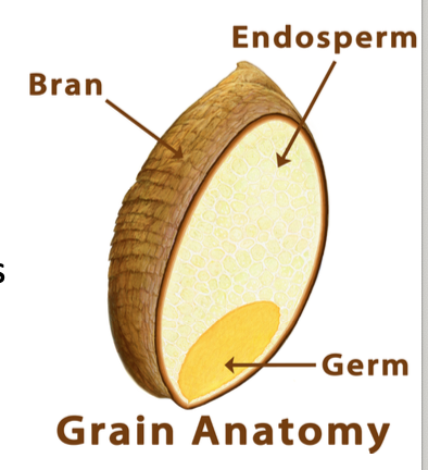 <ul><li><p>what is leftover in the grain</p></li><li><p>the starchy texture</p></li></ul><p></p>