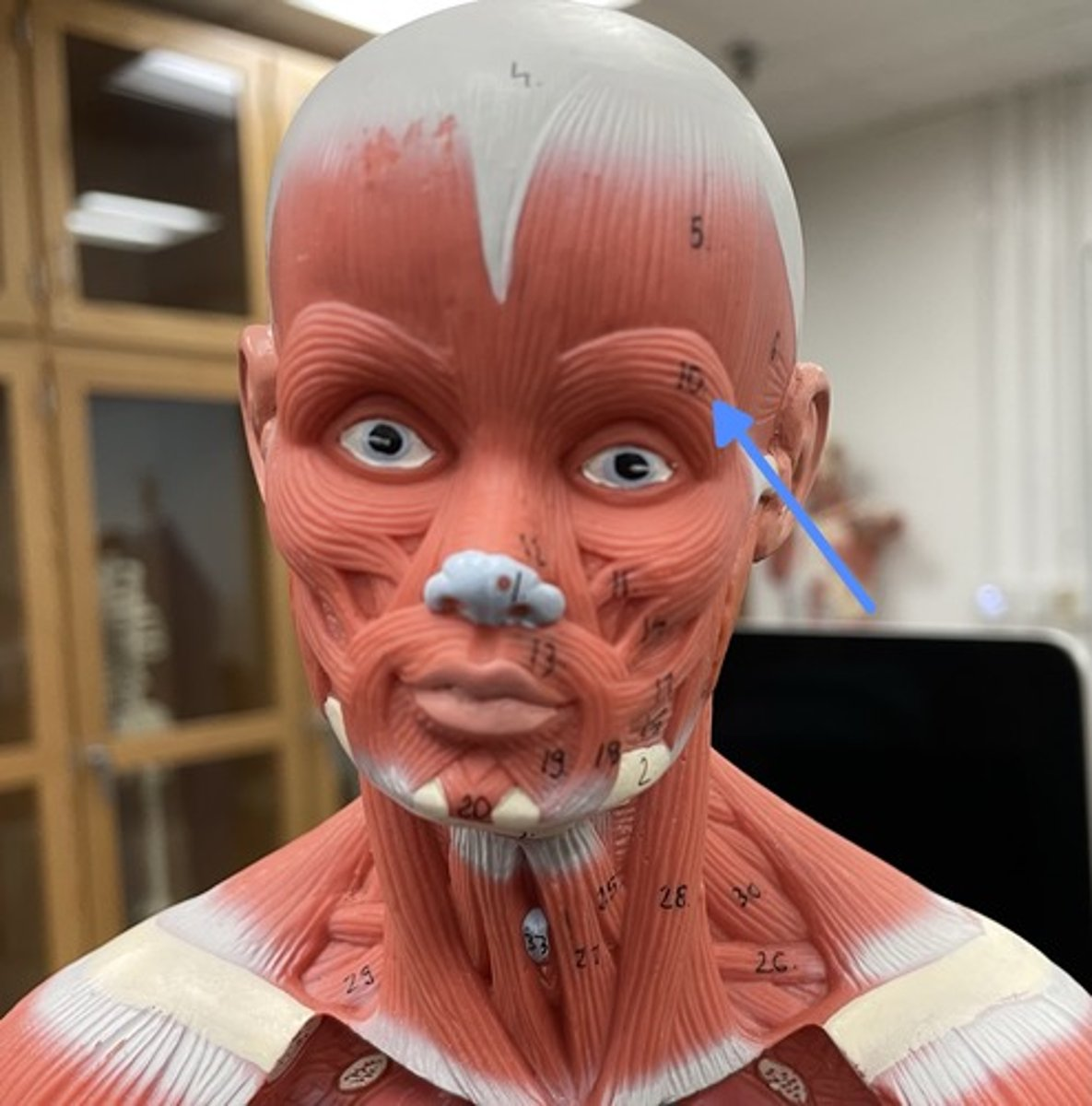 <p>orbicularis oculi</p><p>origin:</p><p>insertion:</p><p>action:</p>