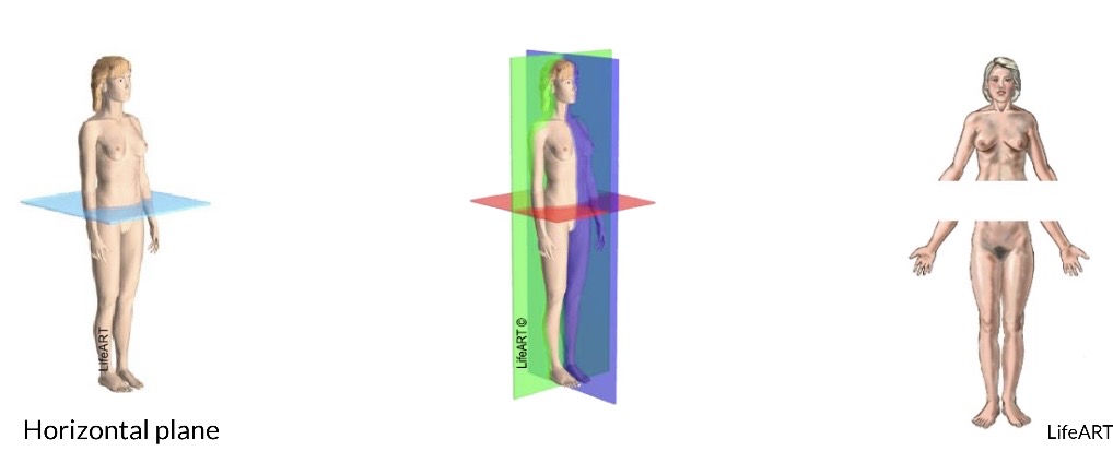 <p>Transverse/Horizontal Cut</p>