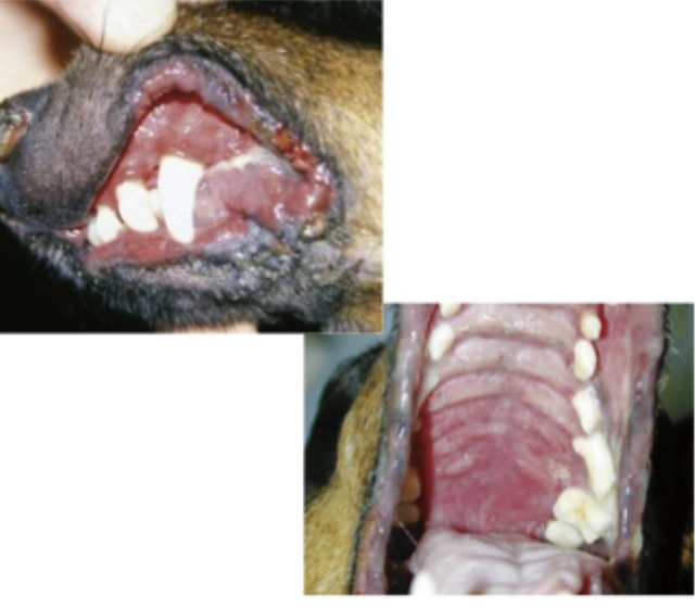 <p>What disease is seen in middle aged dogs, is caused by autoantibodies directed against desmoglein-3 in the basal cell layers of the epidermis and oral mucosa, and affects keratinized oral epithelium of the hard palate, gingiva, and dorsal tongue?</p>