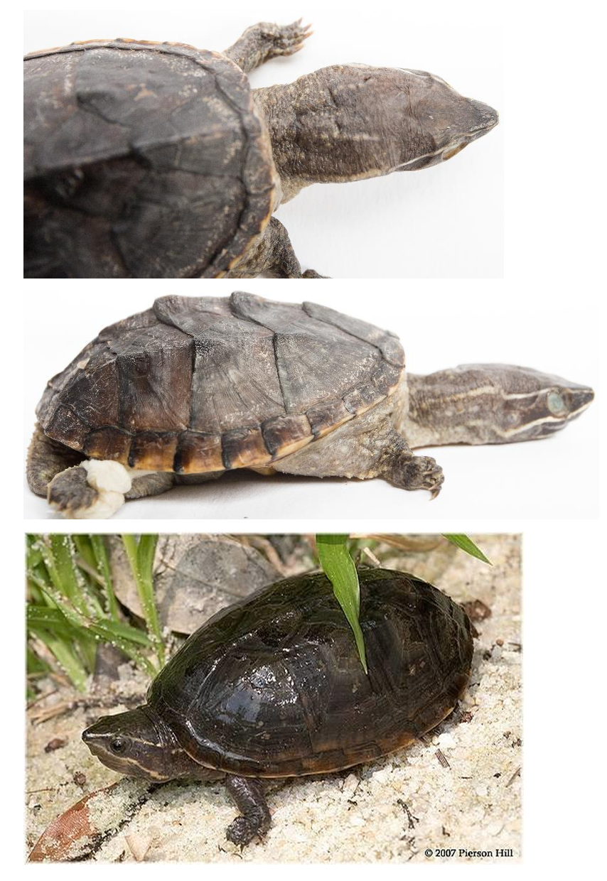 <p>Order: Chelonia (Testudines)</p><p>Suborder: Cryptodira</p>