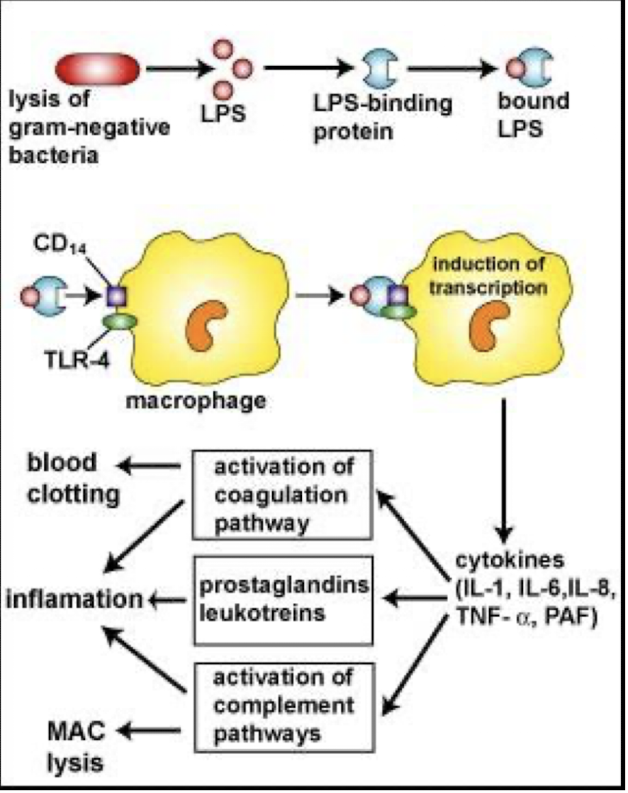 <p><strong>1. Complement activation</strong></p><p><strong>2. Activation of several humoral systems resulting in:</strong></p><p><mark data-color="red" style="background-color: red; color: inherit;">– coagulation:</mark> a blood clotting cascade that leads to coagulation, thrombosis, acute disseminated intravascular coagulation</p><p><mark data-color="red" style="background-color: red; color: inherit;">– plasmin activation </mark>which leads to fibrinolysis and haemorrhaging</p><p><mark data-color="red" style="background-color: red; color: inherit;">– kinin activation</mark> releases bradykinins and other vasoactive peptides which causes hypotension</p><p><strong>3.Stimulation of lysosomal enzymes, IL-1, TNF &amp; other cytokines by macrophages</strong><br></p><p></p>