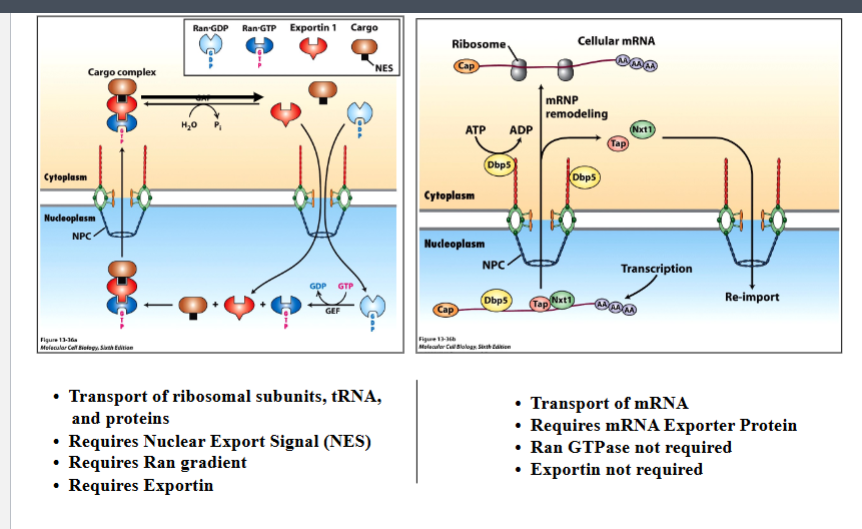 <p><span style="background-color: transparent;"><strong>Nuclear Export</strong></span></p>
