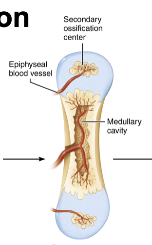 <p>Medullary cavity forms, the diaphysis elongates, and secondary ossification centers form at the epiphyses. Epiphyseal cartilage grows at its ends, lengthening model. Primary ossification center expands with growth of overall model. Osteoclasts resorb early trabecular bone at center of diaphysis, forming marrow cavity. Secondary ossification centers established in epiphyses by periosteal buds</p>