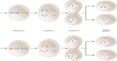 <p>Four haploid gametes from a single meiotic event.</p>